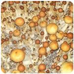 Псилоцибиновые (галлюциногенные)  грибы Psilocybin "Golden Teacher" в Алексине